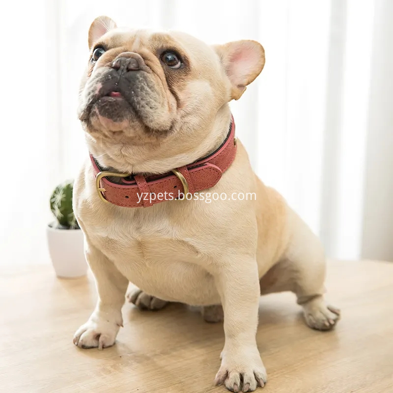 Coleira Dog Collar