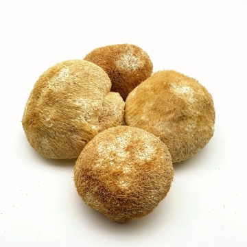 High Survival Rate Lion's Mane Mushroom Spawn