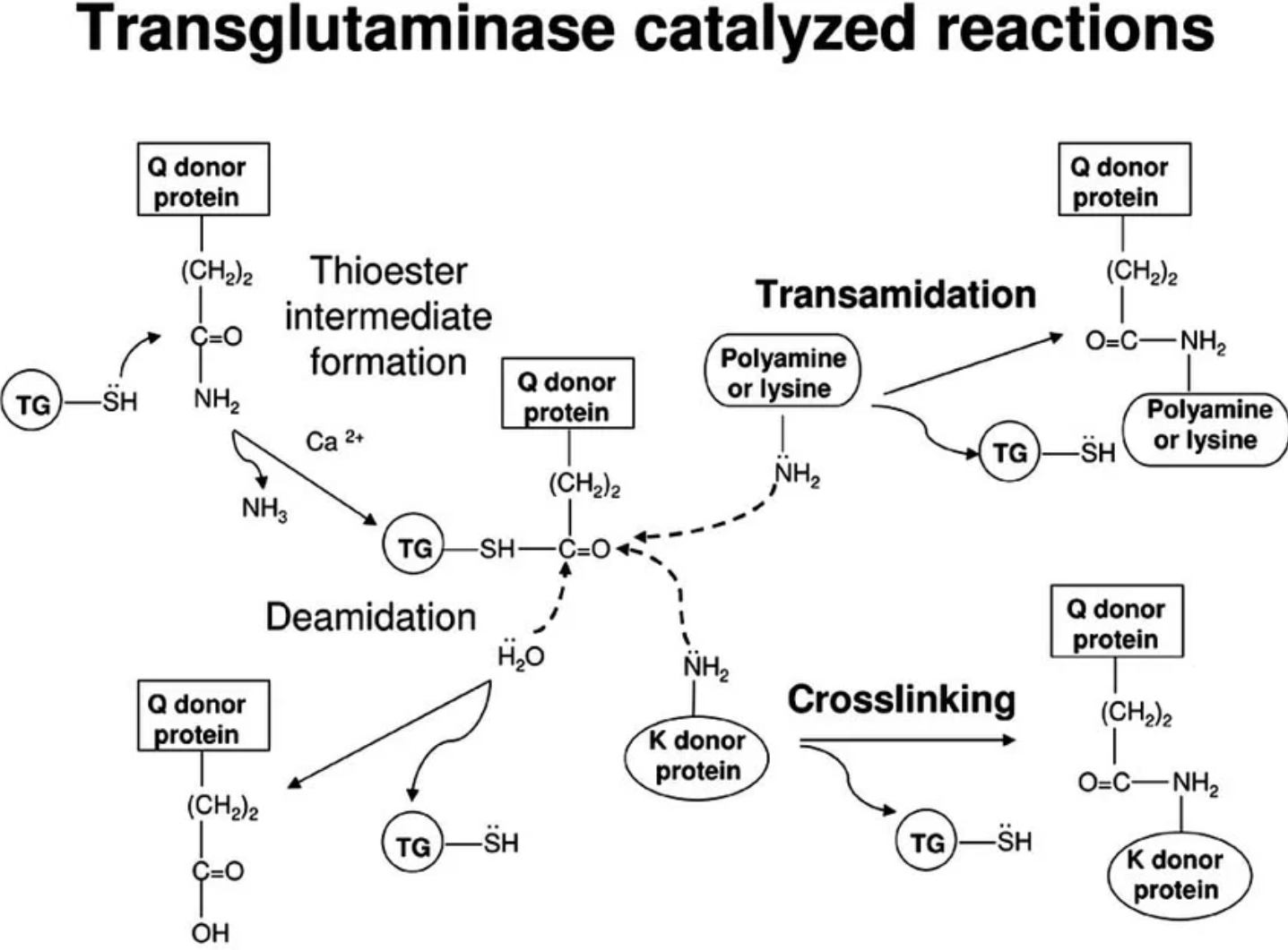 Microbial Transglutaminase Enzyme