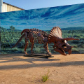 Most Complete Triceratops Skeleton