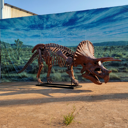 Life Size Dinosaur Skeleton for Sale