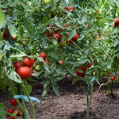 EU PROFI 4x4.5x2.5m Tunnel Greenhouse: Easy Ventilation Control