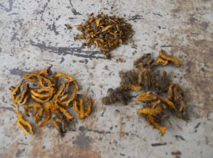 golden thread supreme coptis