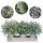 Set of 3 Mini Potted Artificial Eucalyptus Plants