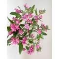 Oxypetalum Caeruleum لترتيبات الزفاف