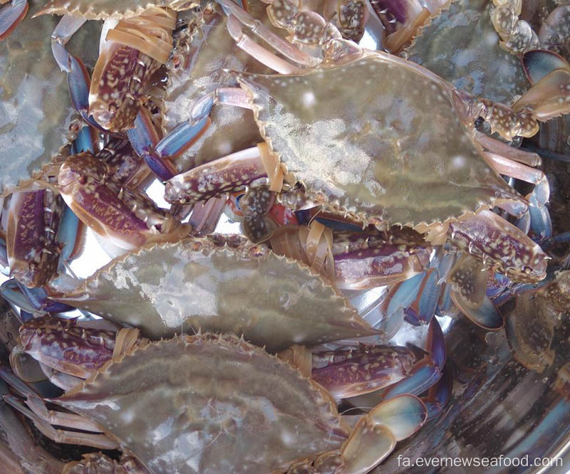 قیمت ارزان خرچنگ شنای آبی منجمد کامل