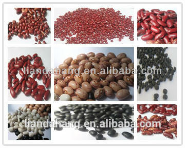 Medium White Kidney Beans