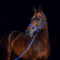 Amazon Hot Sale Horse Horse พร้อมเชือกตะกั่ว