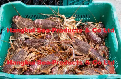 Live West Coast Rock Lobsters (Jasus lalandii)