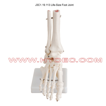 Life-Size Foot Joint-J3C1.19.113