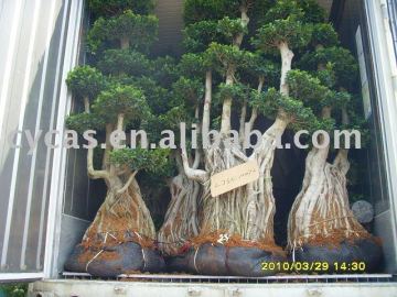 Ficus Big Bonsai
