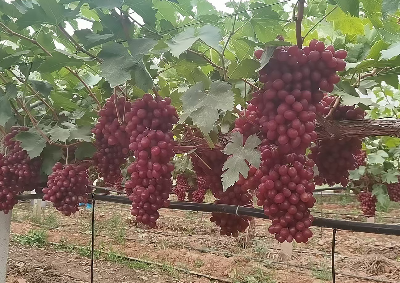Princess Xiangfei Grape