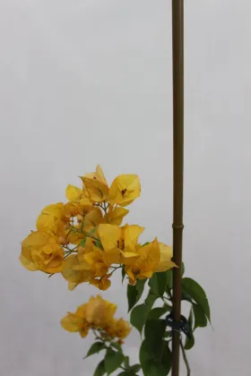 Plastic coated steel pipe garden stake