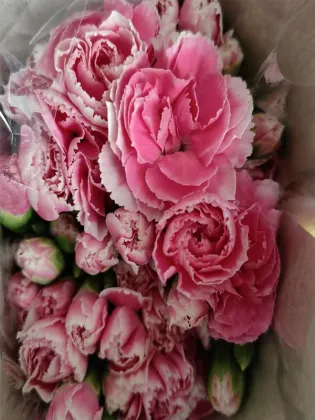 Spray carnation prince cherry