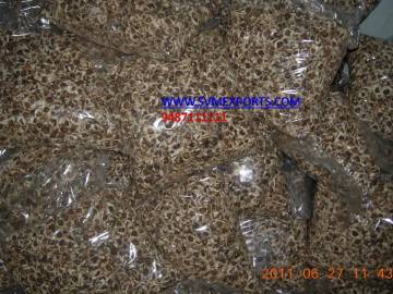 Moringa Seed PKM1