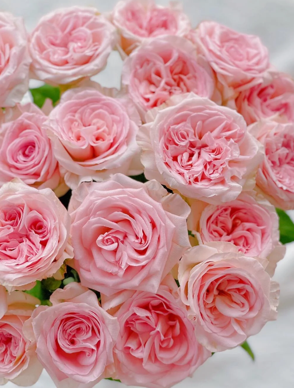 Perfume Pagoda Rose