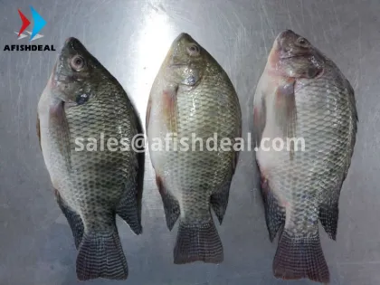 TILAPIA - RED TILAPIA - BLACK TILAPIA