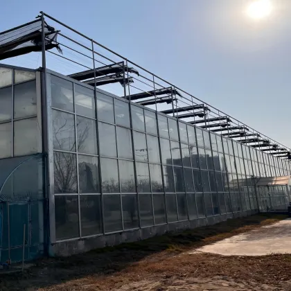 Moth orchid Cultivating Glass Greenhouse for Agriculture