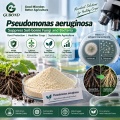 مسحوق الميكروبات Pseudomonas aeruginosa لتطبيقات البحوث الزراعية