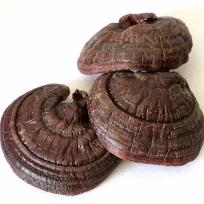 Chinese Wholesale High Quality Lucid Ganoderma
