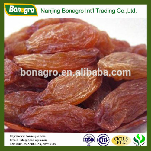 XINJIANG Red raisin, good price