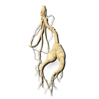 Organic Wild Ginseng Herb