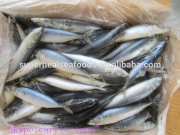 Frozen Scomber Japonicus Mackerel