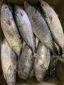 Frozen Auxis Thazard Bonito Skipjack Tamanho de 1 kg