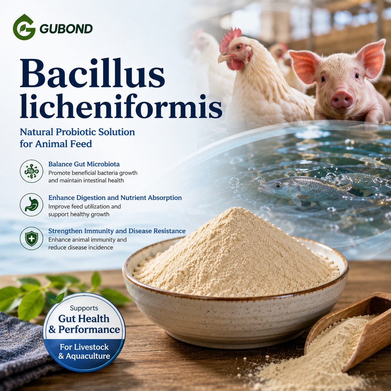 Bacillus licheniformis (5)