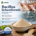 مسحوق بروبيوتيك Bacillus licheniformis