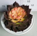 Hot Sale Echeveria Living Plant