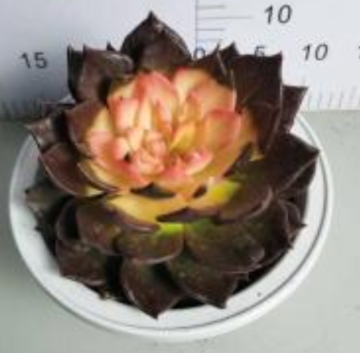 Echeveria living plant suppliers