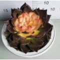 Sedum Morganianum hot sale Echeveria living plant Supplier