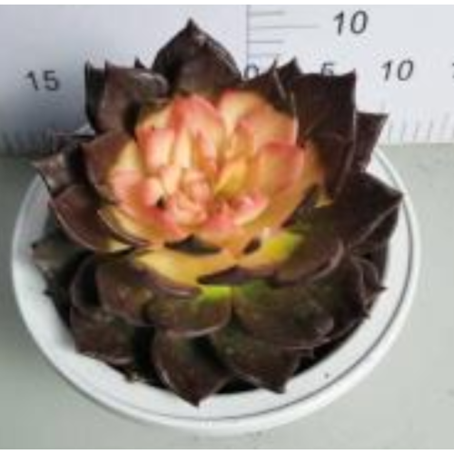 Sedum Morganianum hot sale Echeveria living plant Supplier