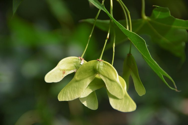 Maple-seed-oil