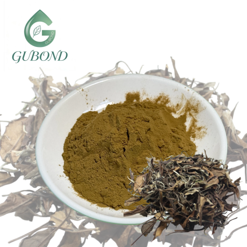 Порошок экстракта белого чая Camellia Sinensis