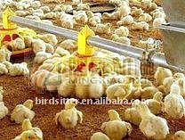 Birdsitter Full automatic feeding system for chicken house