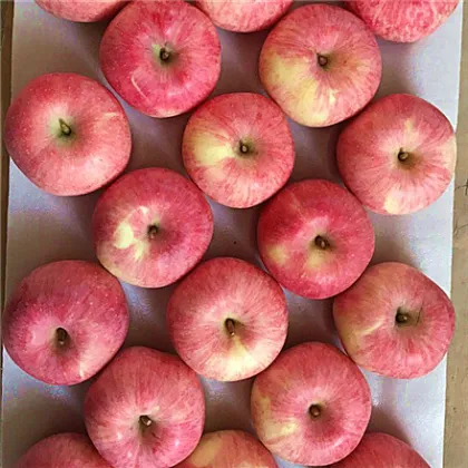 new crop fresh fuji apple