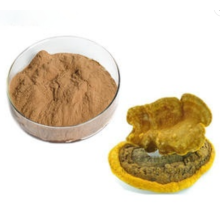 High quality phellinus igniarius extract