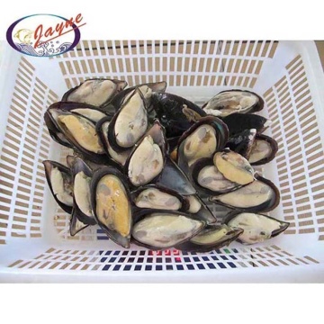 Manufacturers wholesale high quality frozen new zealand greenshell mussel