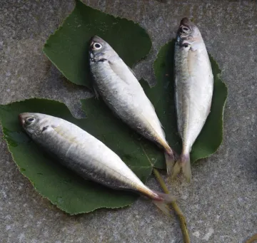 New Season Bqf Horse Mackerel Trachurus Japonicus Fish