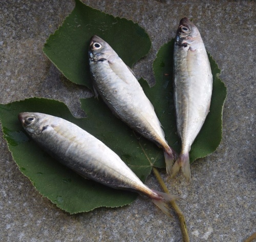 Frozen Scad Horse Mackerel Yellowtail całość runda