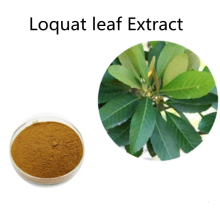Buy online active ingredients Loquat leaf Extract Powder