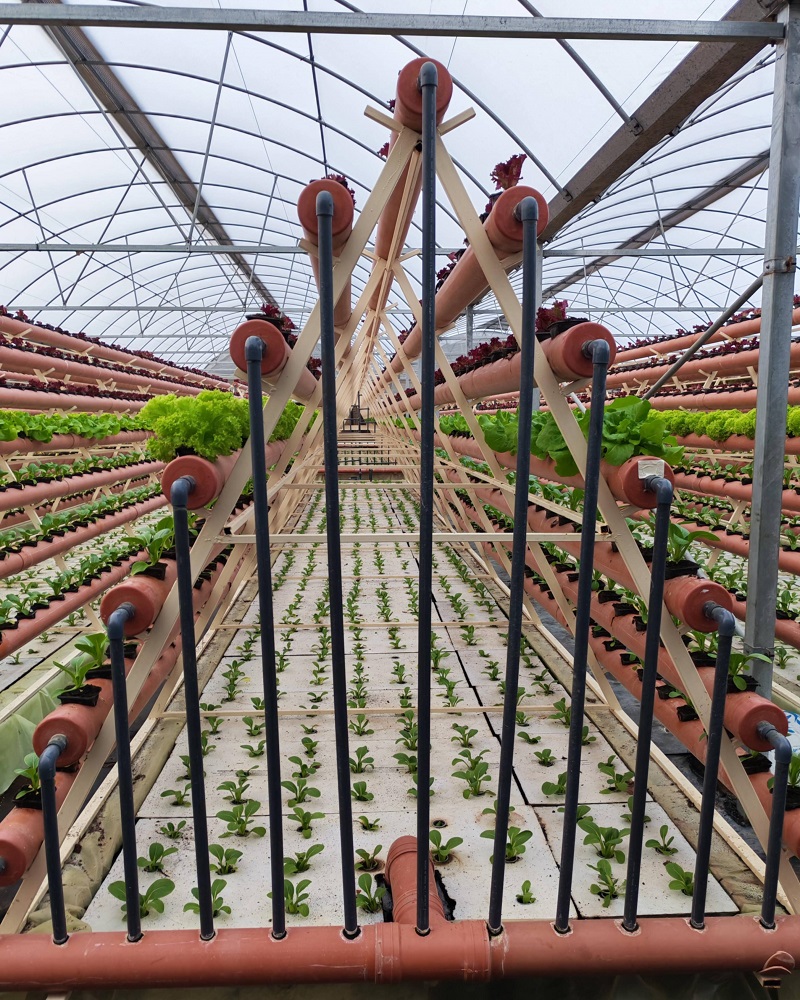 Based on Trust, Qatari Clients Join Hands with Qingcheng Agriculture to Build a Green Dream in Greenhouses