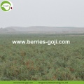 Factory Wholesale Dried Goji