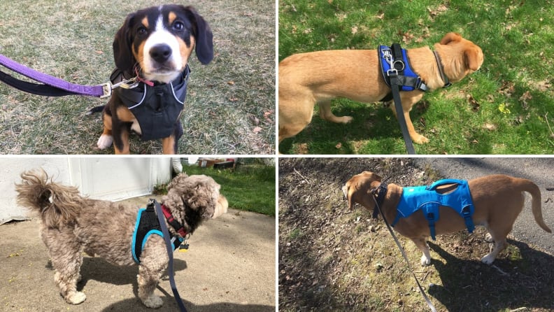 best-dog-harness-testing