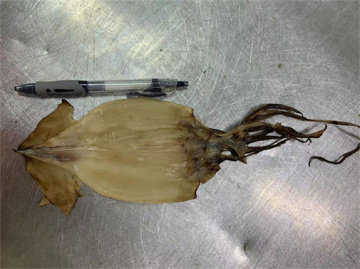 Seafood product export dried squid and Indian squid