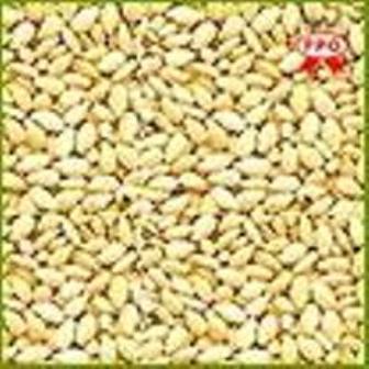 Neem Seed for Sale
