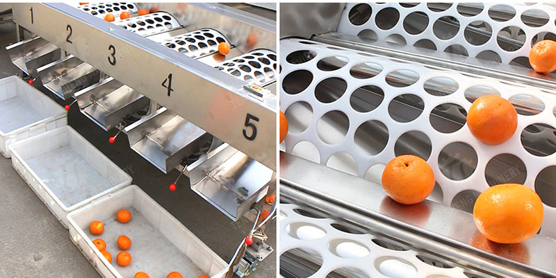 commercial fruit sorter