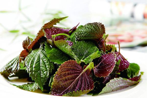 perilla leaf